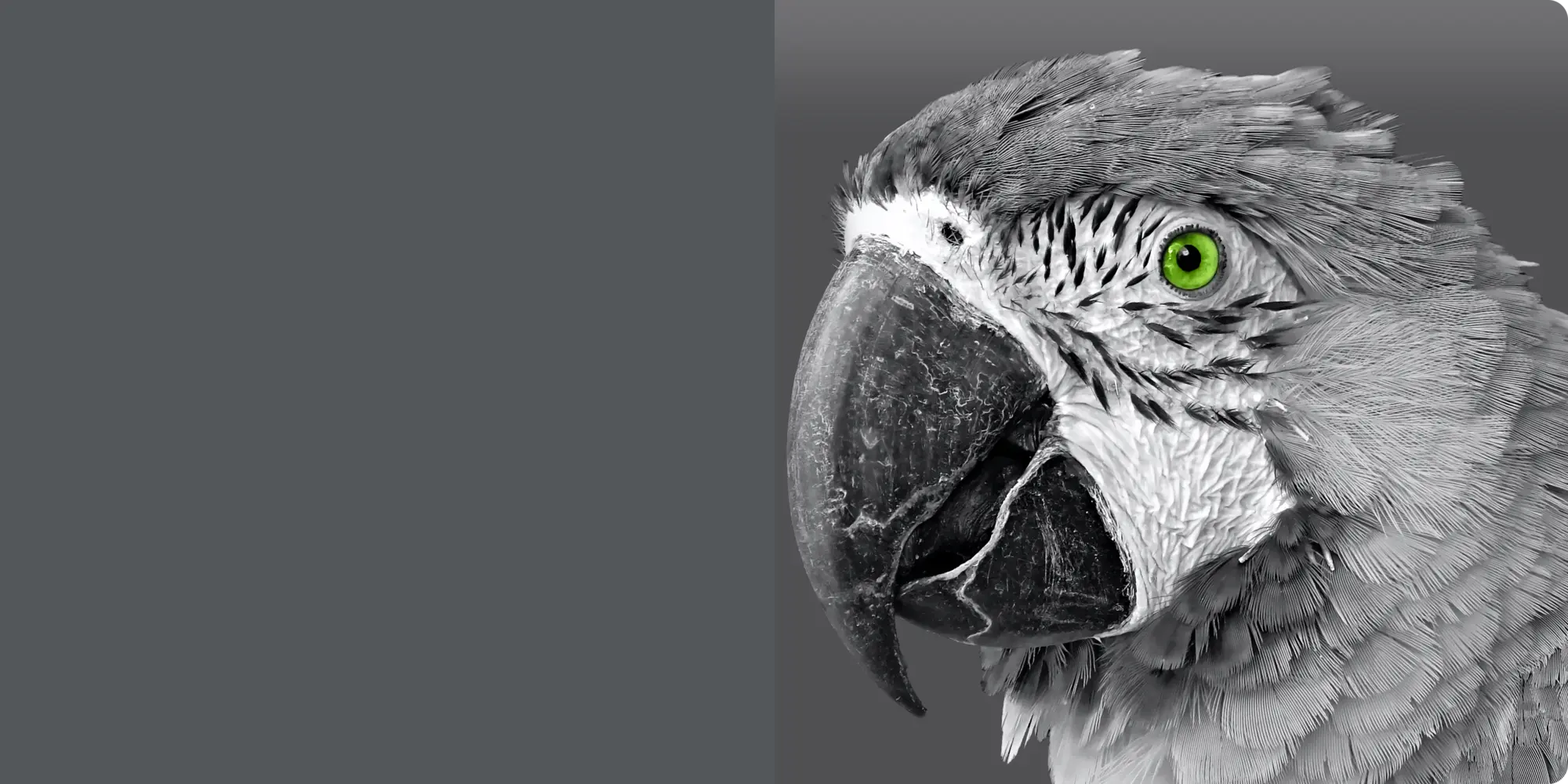 The familiar Booth Parkes parrot